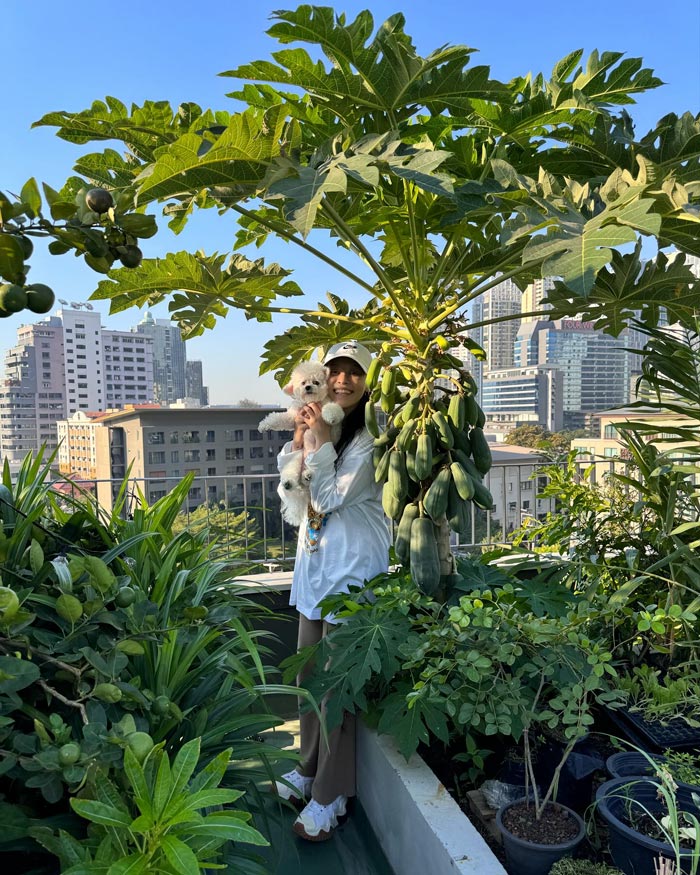 แพรี่พาย ทำฟาร์มผักบนดาดฟ้า