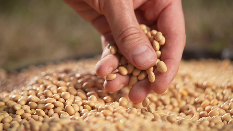 โปรตีนถั่วเหลืองดีไหม