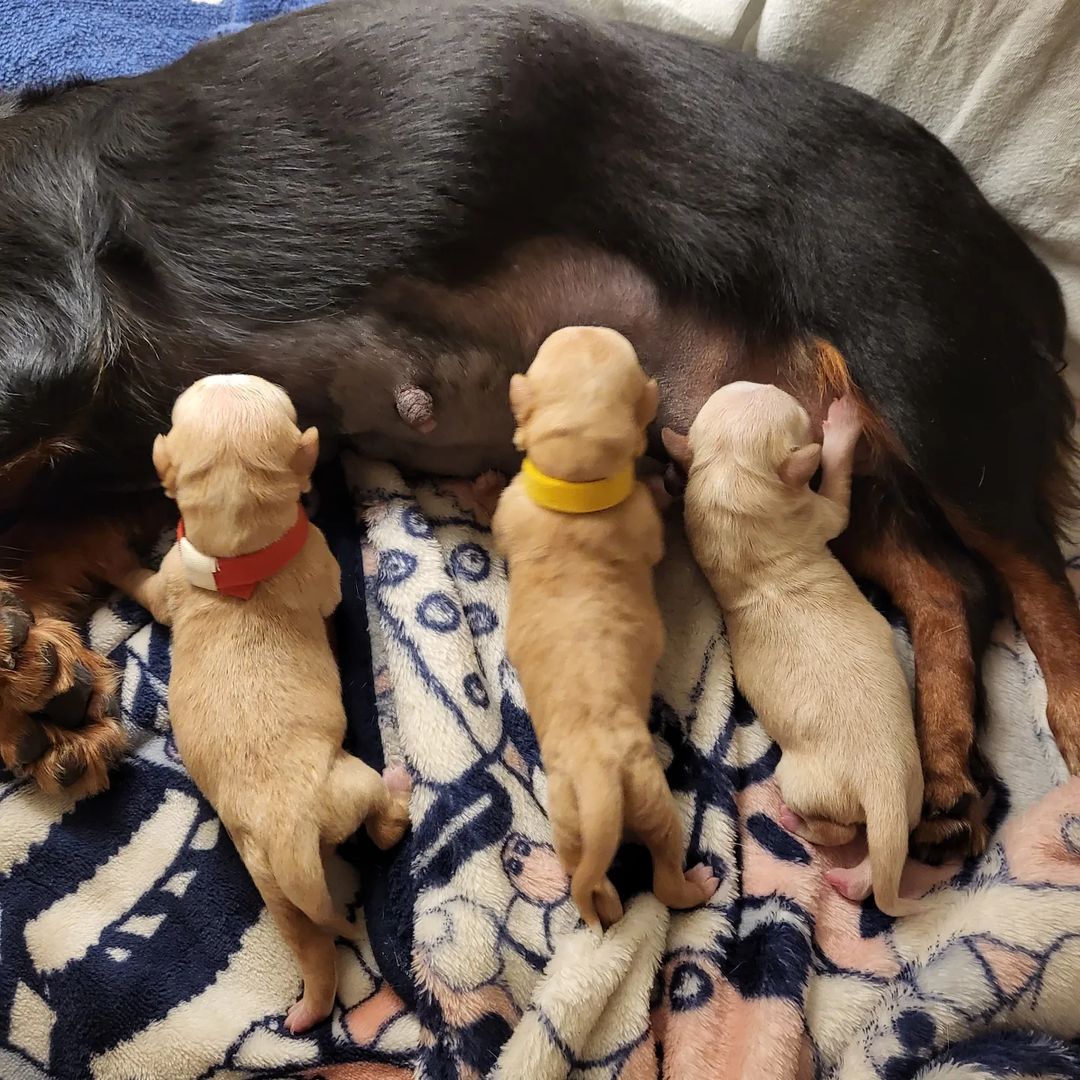 ปาล์มมี่ 