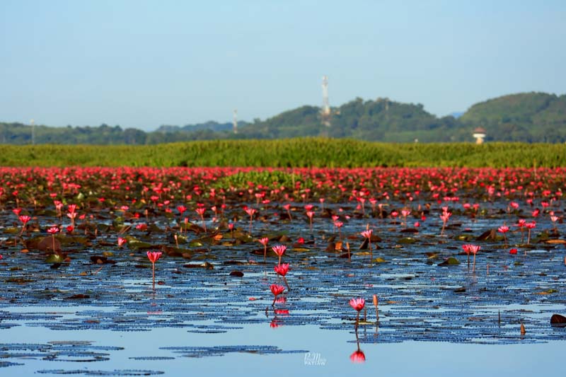 คลองปากประ