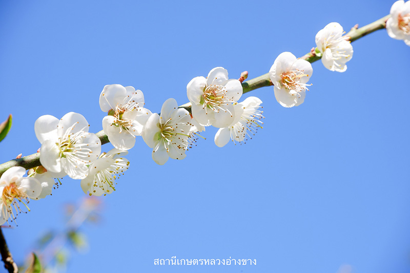 ดอกบ๊วย 2568 สถานีเกษตรหลวงอ่างขาง