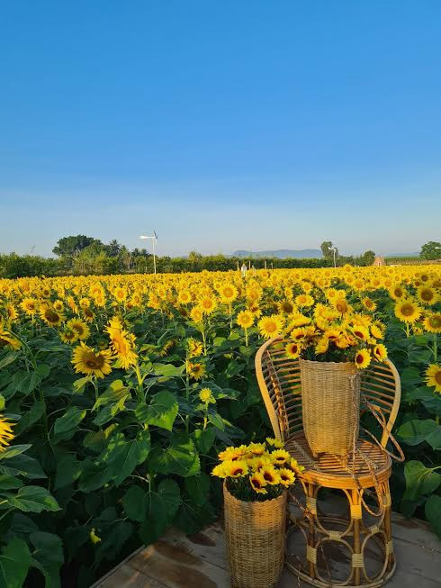 ทุ่งทานตะวัน กาญจนบุรี