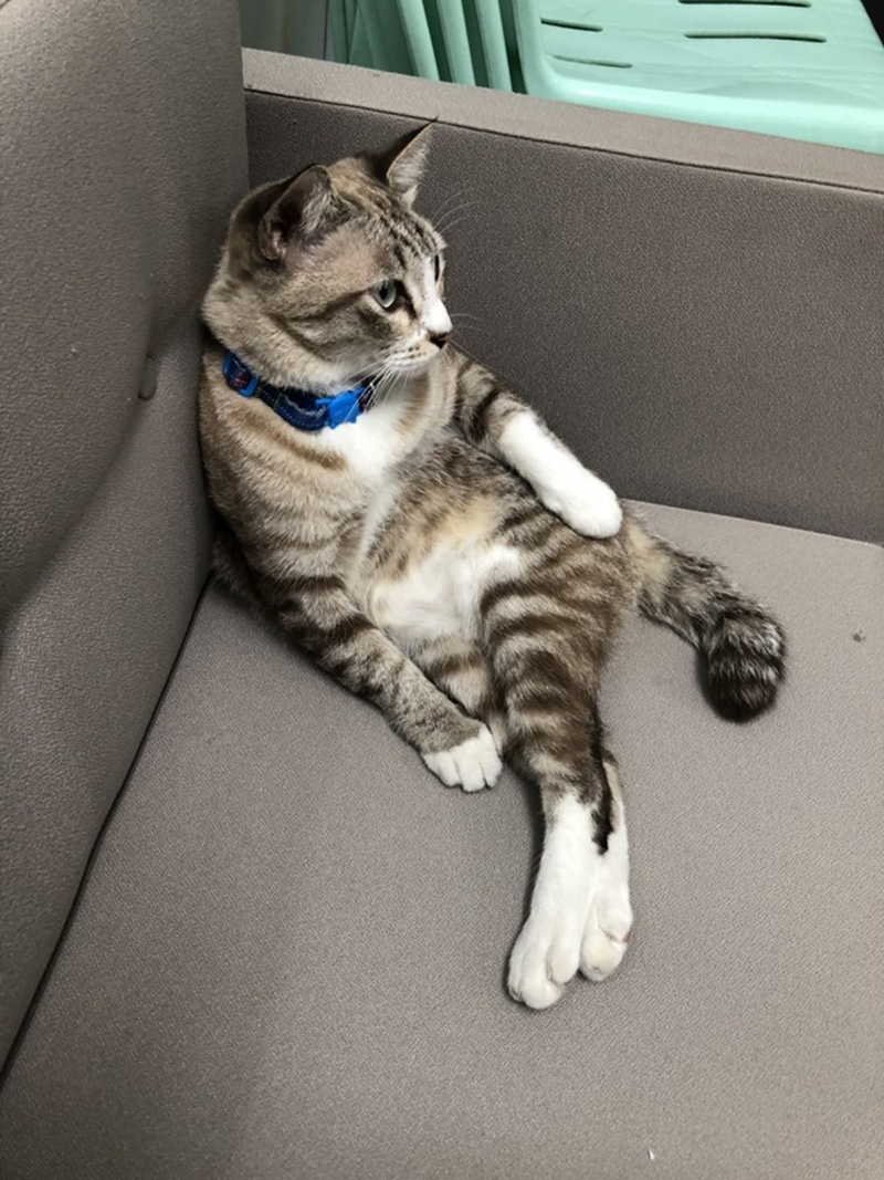 เพจแมวโรงพัก