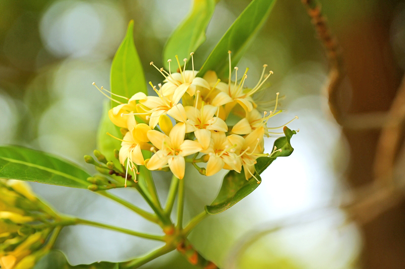 กันเกรา