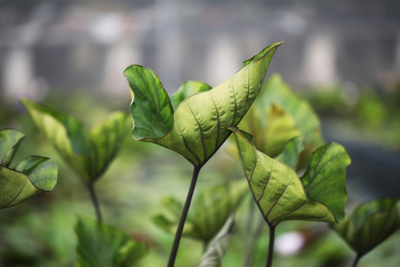 Colocasia Coffee Cups