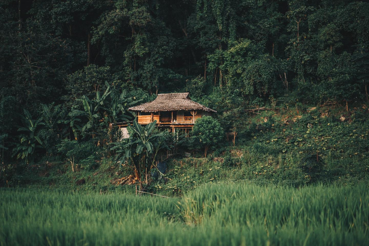 ป่าบงเปียง