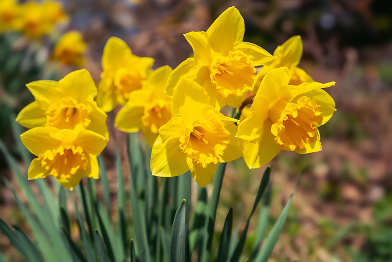 ดอกแดฟโฟดิล