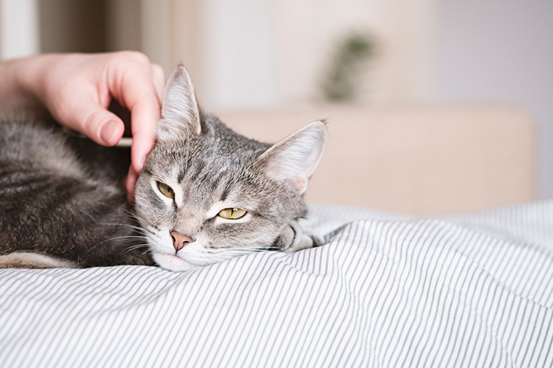 ลูบแมวแล้วแมวกัด