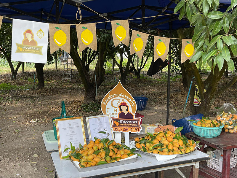 สวนวาสนามะยงชิดนครนายก สวนมะยงชิด 2569