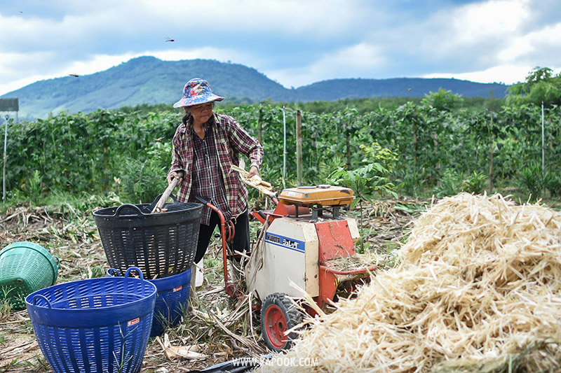 ผักวังจันทร์