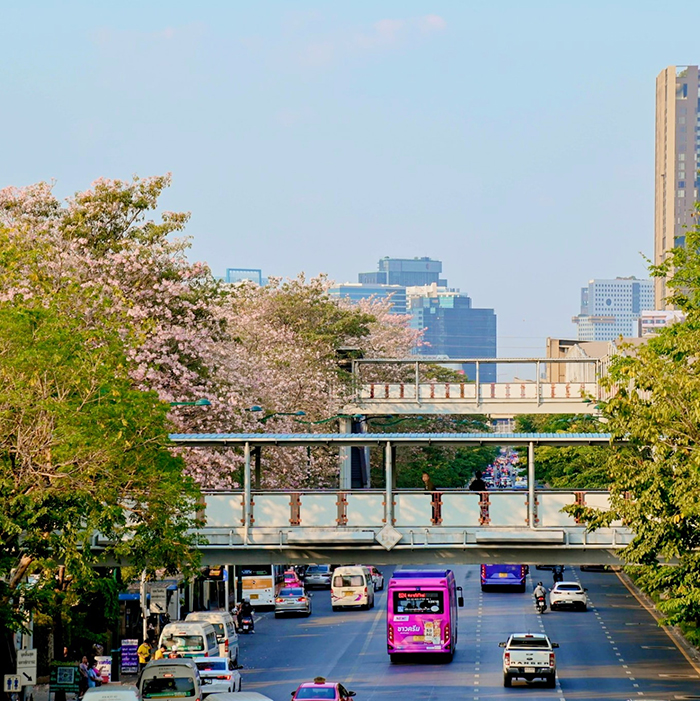 ชมพูพันธุ์ทิพย์ จตุจักร 2568