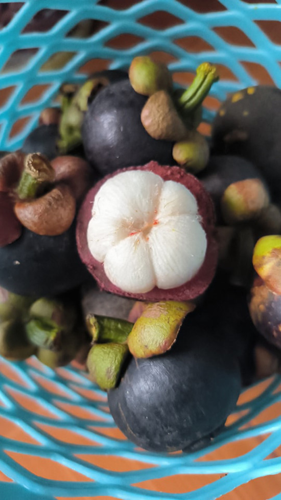 สวนผลไม้จันทบุรี 2569 บ้านสวนลุงฉัตร