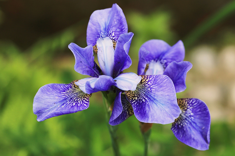 ดอกไอริส