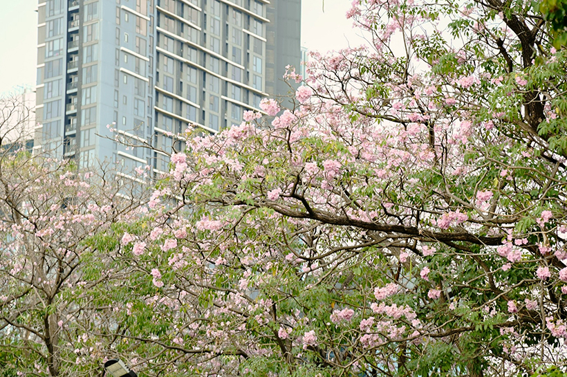 ชมพูพันธุ์ทิพย์ จตุจักร 2568