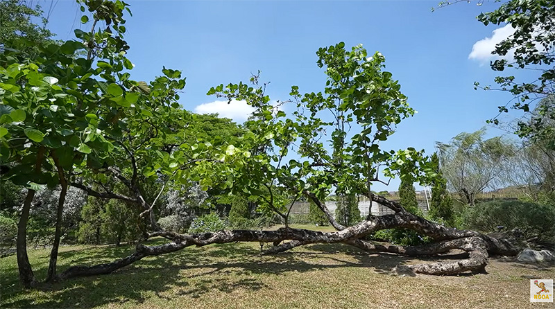 บ้านชาคริต