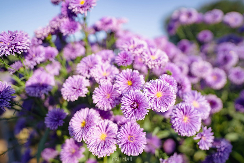 Khlong Lan Flora Park ดอกไม้