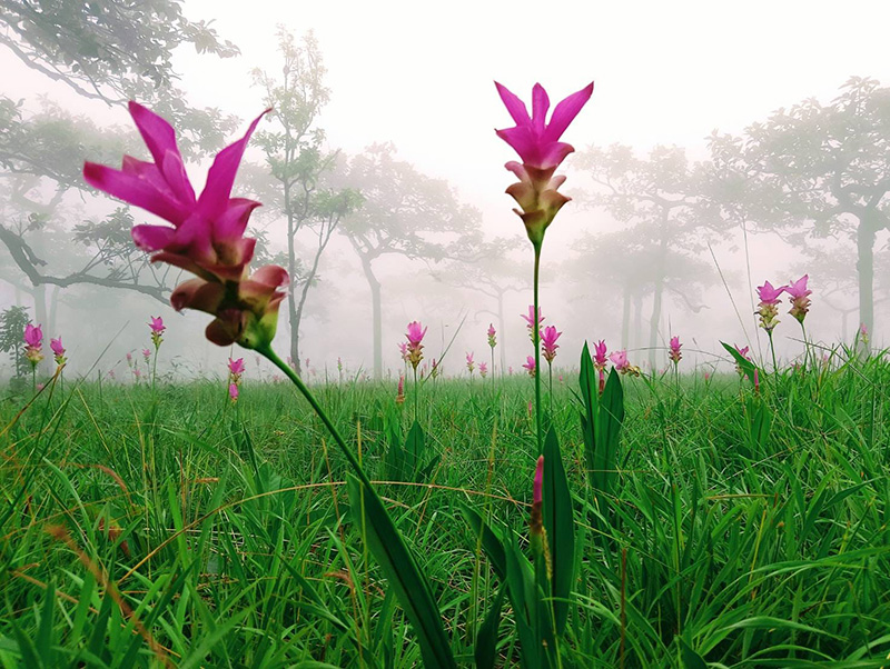 ดอกกระเจียว