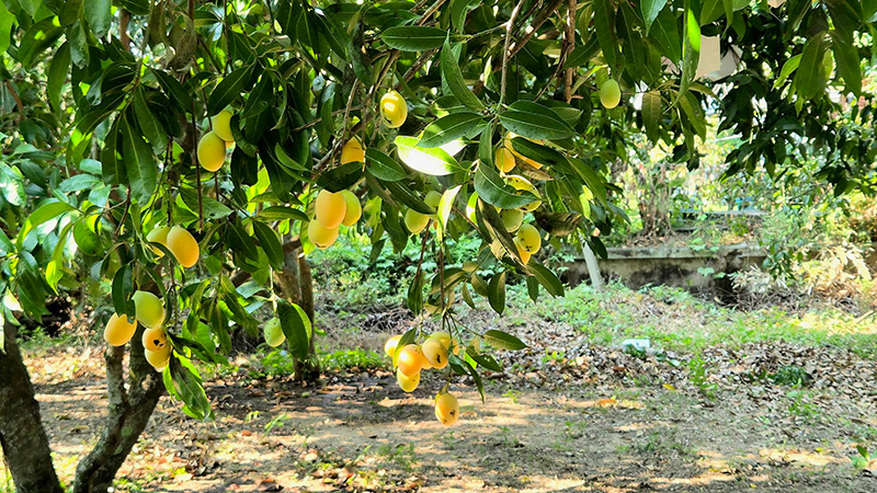 มะยงชิด สวนชั้นหนึ่ง สวนมะยงชิด 2569