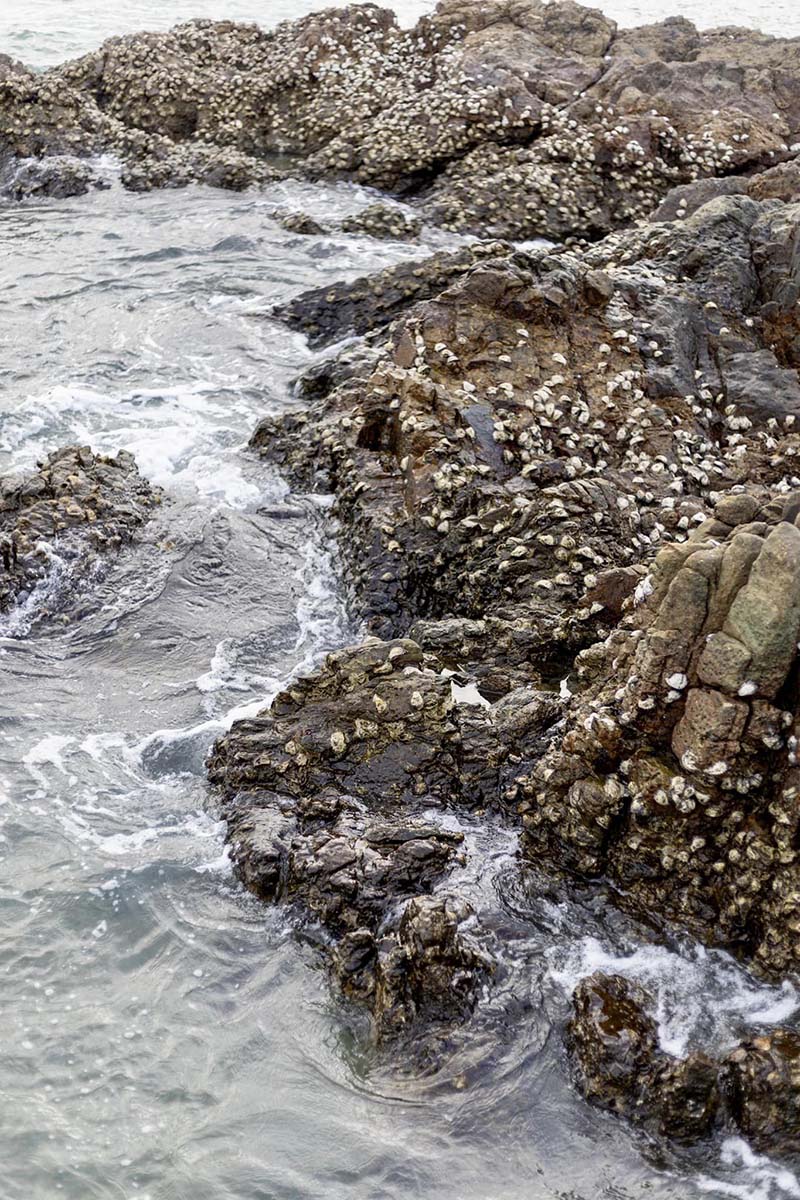 Palyn cafe & eatery Samaesarn (ปาลิณ คาเฟ่) 