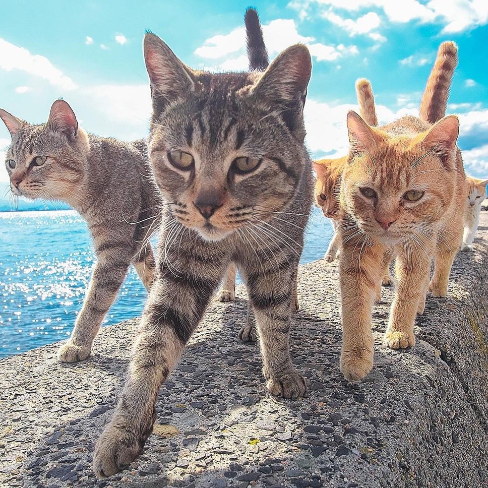 แมวจรญี่ปุ่น