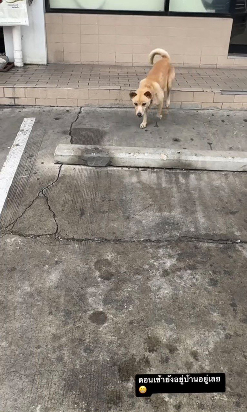 คุณชายถั่ว หมาอั้ม พัชราภา