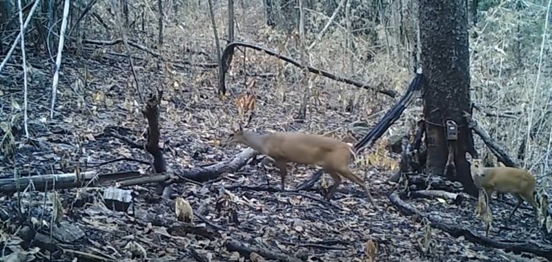 ไฟไหม้ป่า