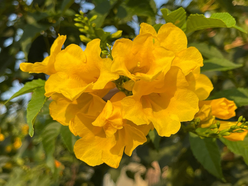 ต้นทองอุไร