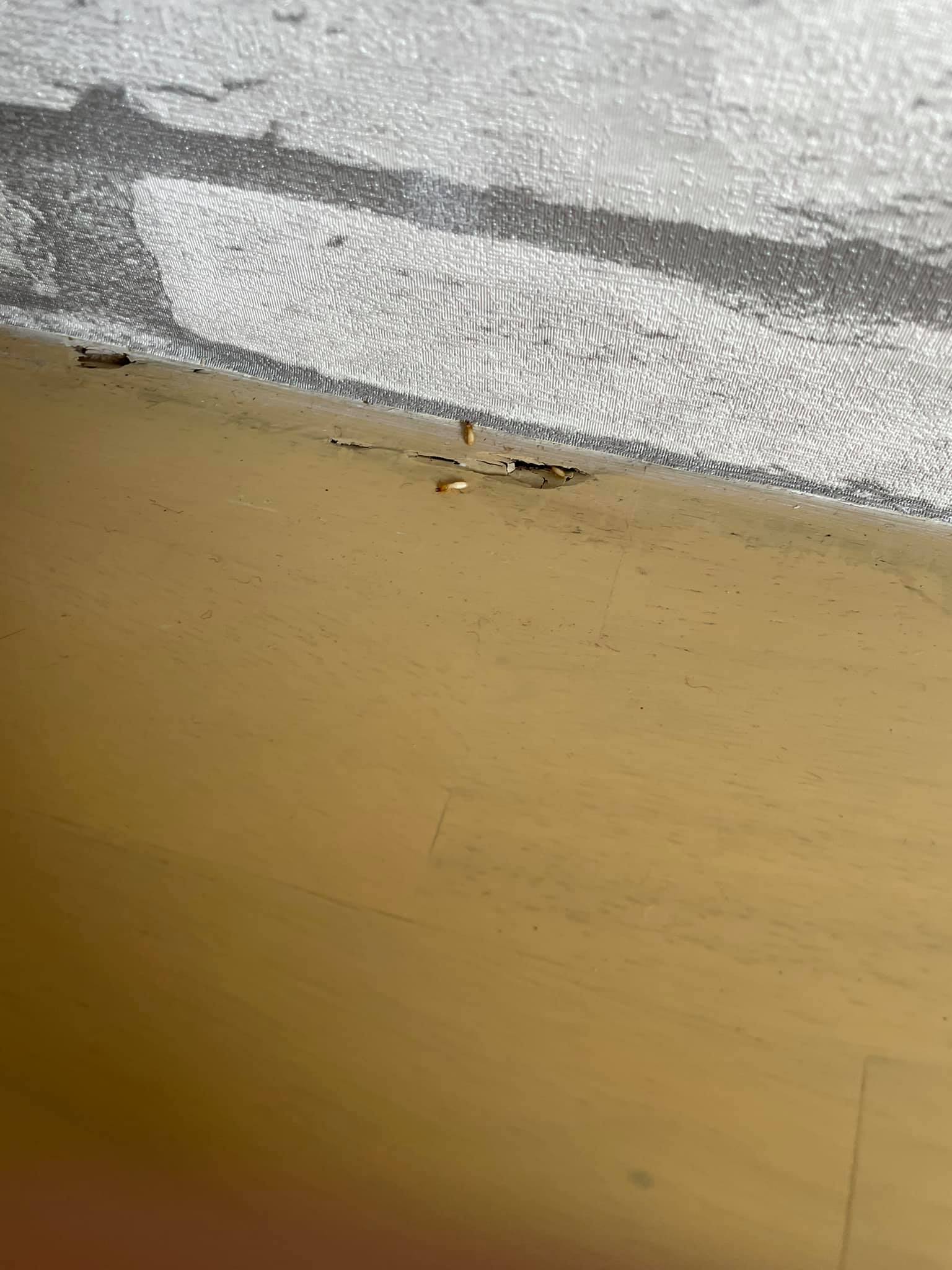 หนักแน่น นรินทร์โชติ 