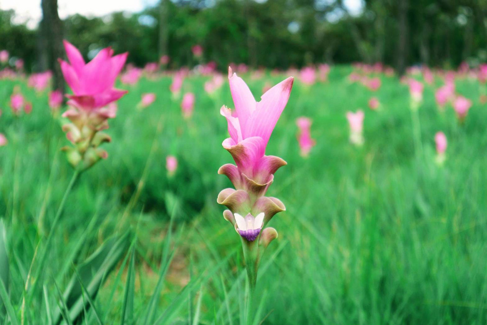 ทุ่งดอกกระเจียว 2566