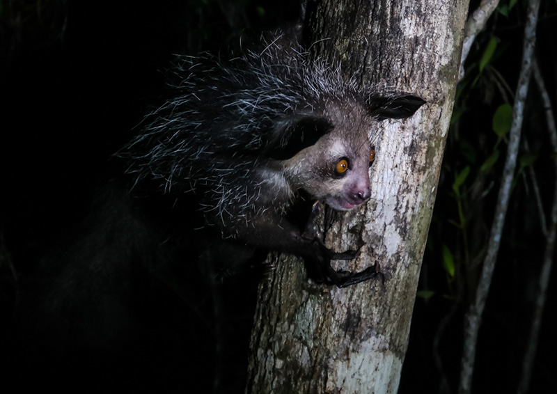 สัตว์แปลกจากทั่วโลก