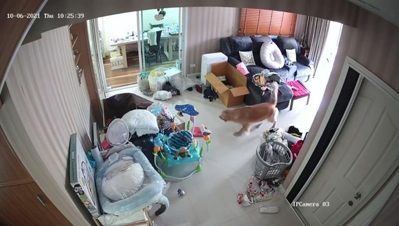 หมาเพื่อนบ้าน บุกบ้าน นาตาลี เดวิส