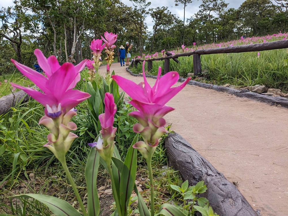 ทุ่งดอกกระเจียว 2566