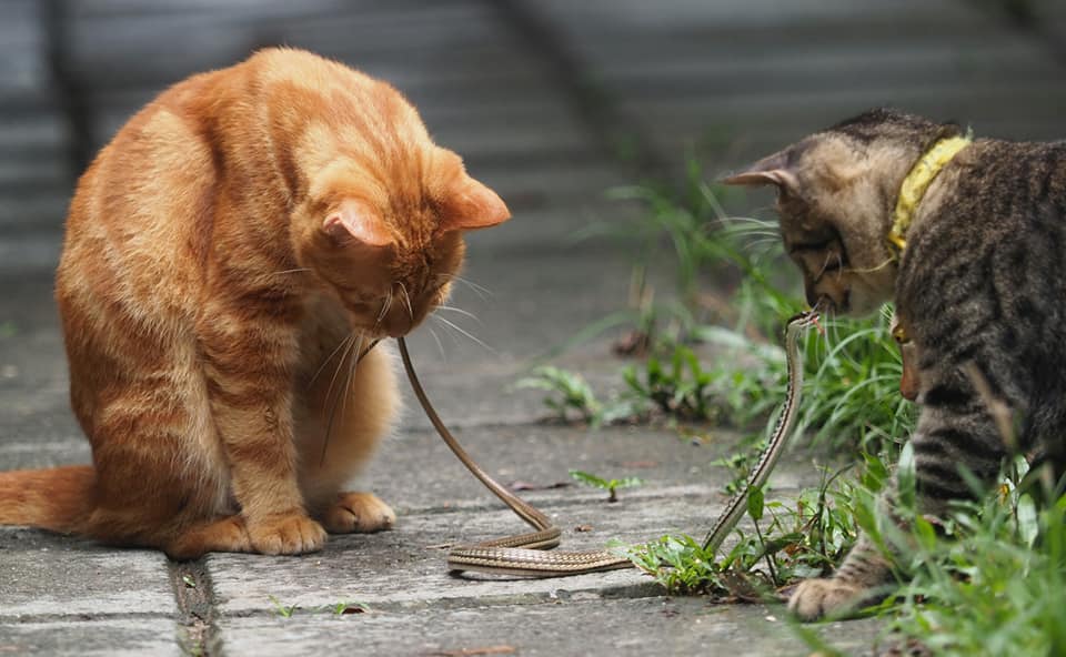 แมวหมู่