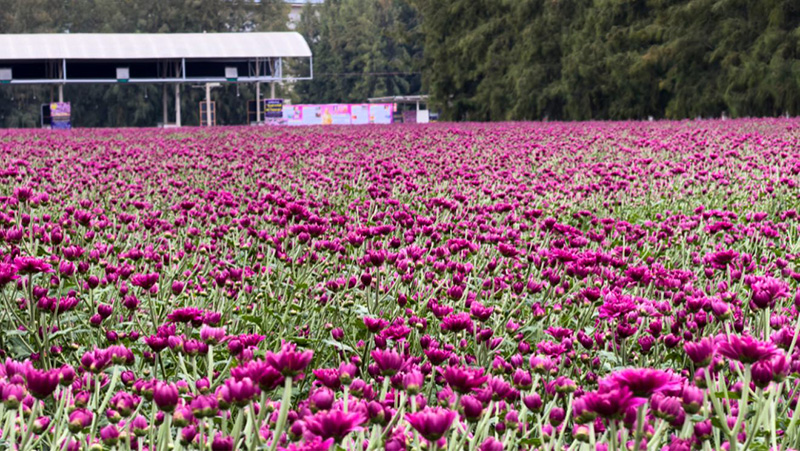 ทุ่งสวรรค์ ตะวันฉาย 2568-2569 วัดพระธรรมกาย