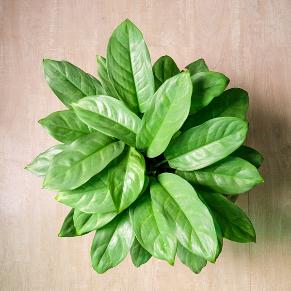 ต้นเงินเต็มบ้าน