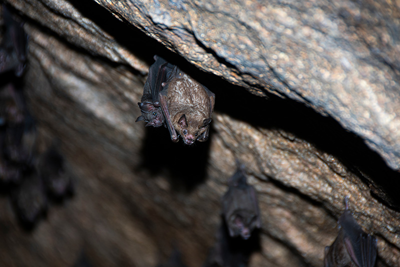 ค้าวคาวผลไม้ ข้อปฏิบัติในการเที่ยวถ้ำ