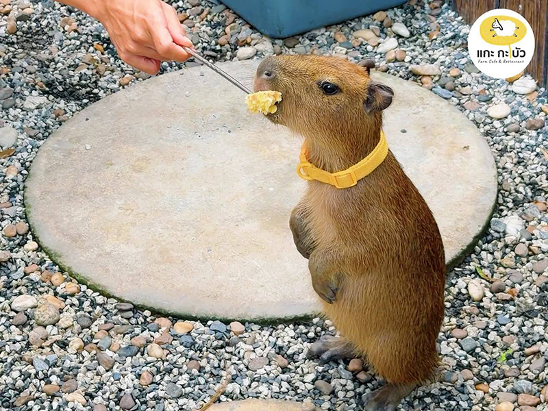 ร้านอาหารแกะกะบัว คาเฟ่เด็ก