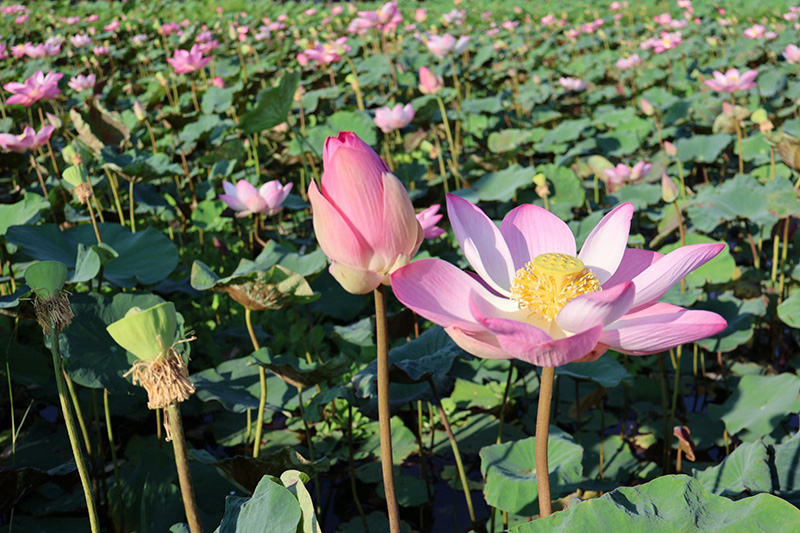 บึงบัว สวนรถไฟ