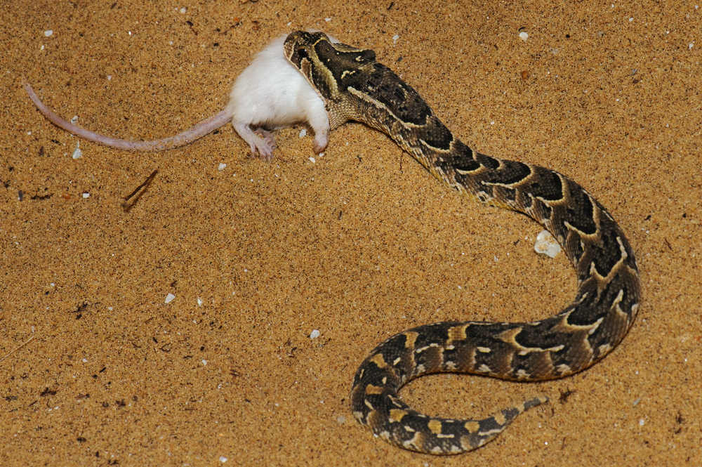 งูพัฟฟ์แอดเดอร์