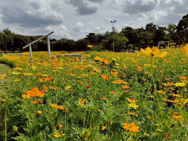 ทุ่งคอสมอส สวนรถไฟ