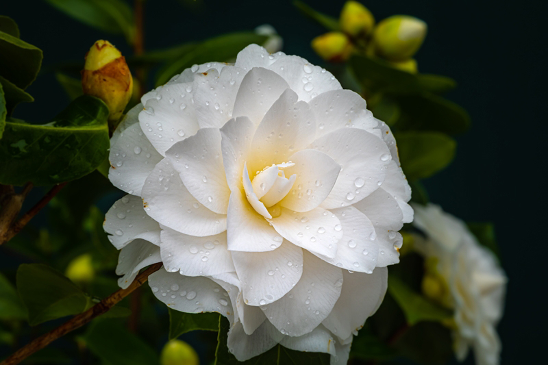 ดอกคาเมเลีย