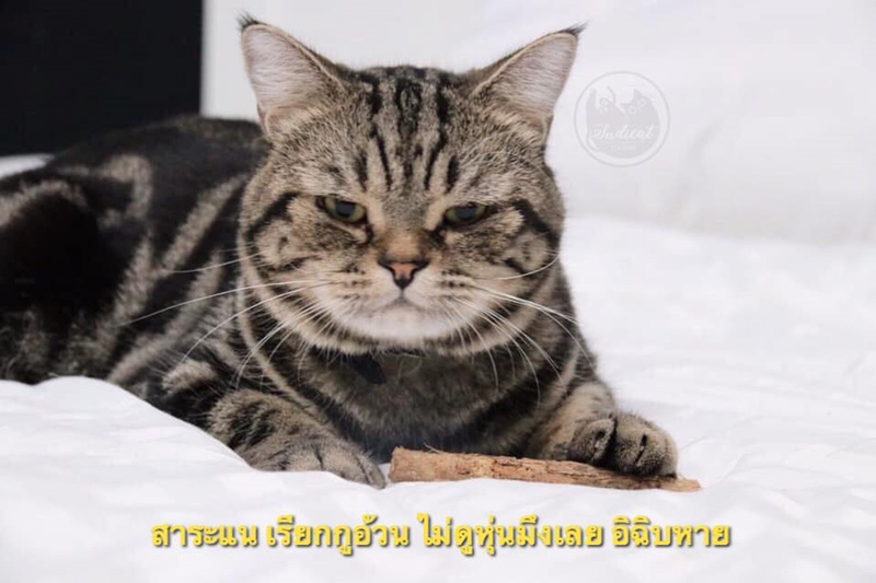 Meme แมว