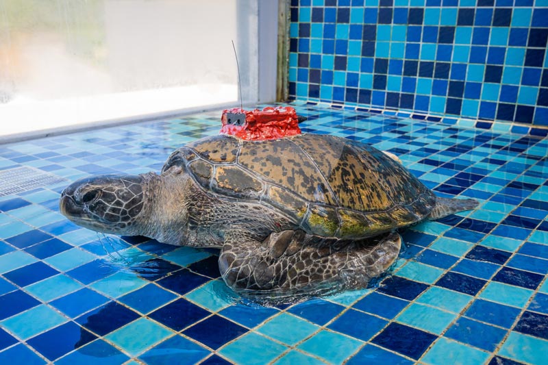 คุณปู่เต่าตนุเป้แดง