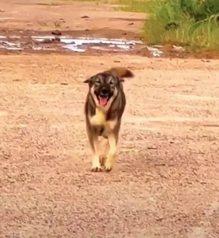 สาวแต่งงานย้ายที่อยู่ใหม่ สุนัขบ้านเกิดคิดถึง เดินไกลไปหา 10 กม.