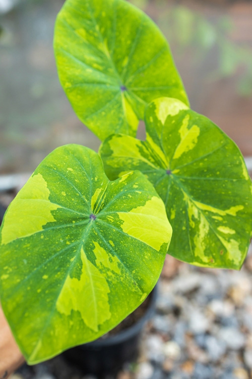 Colocasia Lemon Lime Gecko