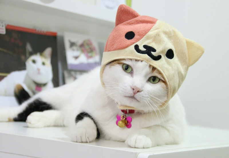 13 เพจแมวน่ารักขวัญใจชาวเฟซบุ๊ก นี่แหละแมวเซเลบของไทย  ที่ใครเห็นก็ต้องกดถูกใจ