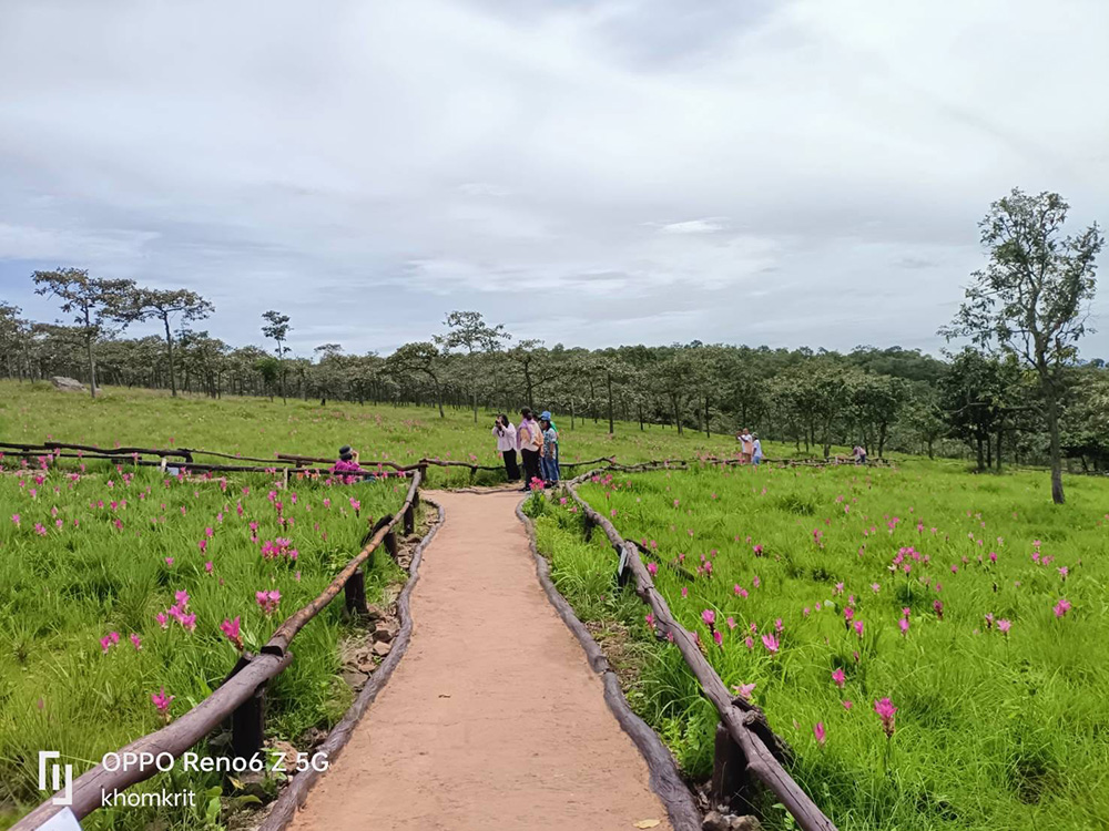 ทุ่งดอกกระเจียว 2566