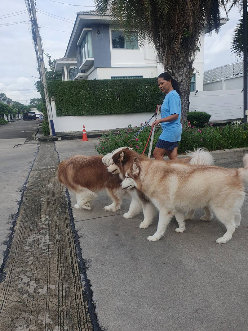 สุนารี พาหมาไปเดินเล่น แต่เจอแซะอวดรวย