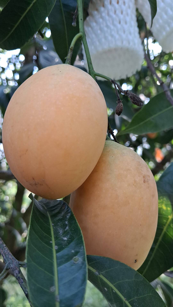 สวนมะยงชิดป้าอ้วน สวนมะยงชิด 2569