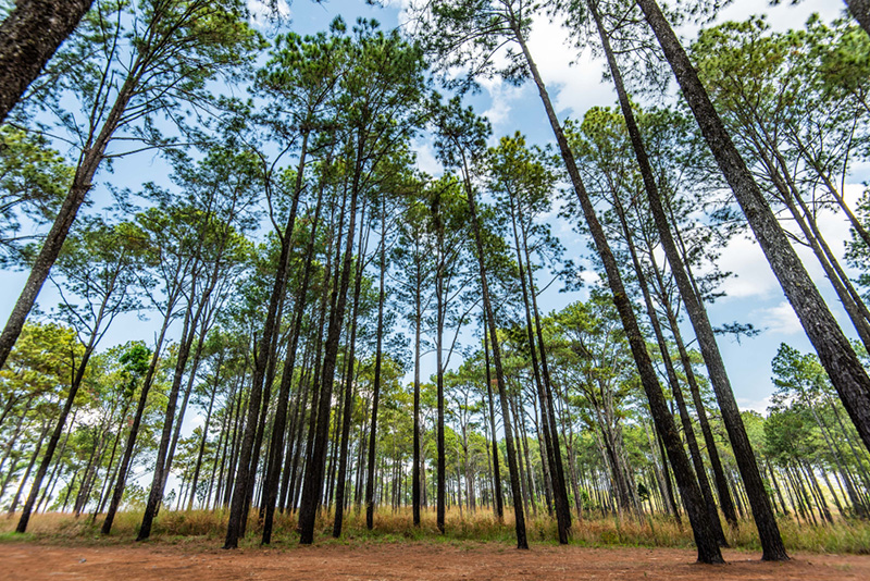 สวนสนภูกุ่มข้าว เที่ยวน้ำหนาว